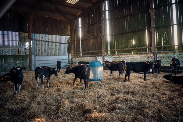 Calves at Caulston Farm